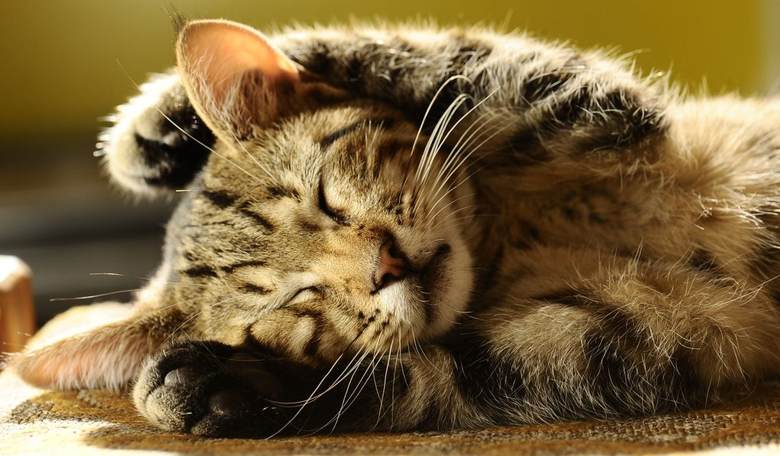Cat Collar Gives Your Feline a Human Voice So It Can Talk to You