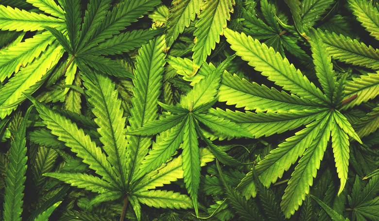 Marijuana Legalization, Coming to a State Near You