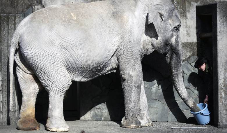Sad Story: Loneliest Elephant in the World Dies at 69