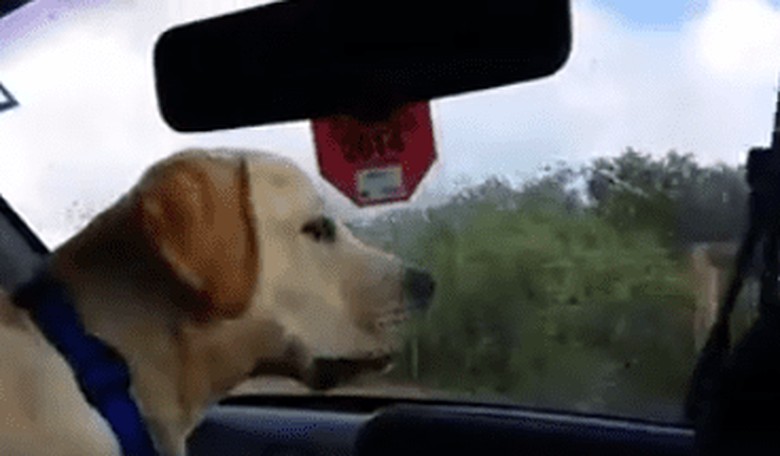 This 'Hot Car' Hysteria Needs to Stop