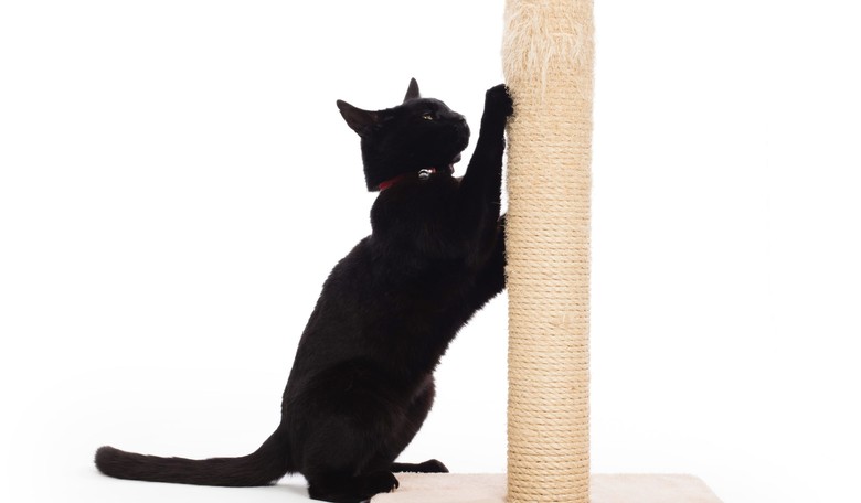 New York Considers a Ban on Declawing Cats