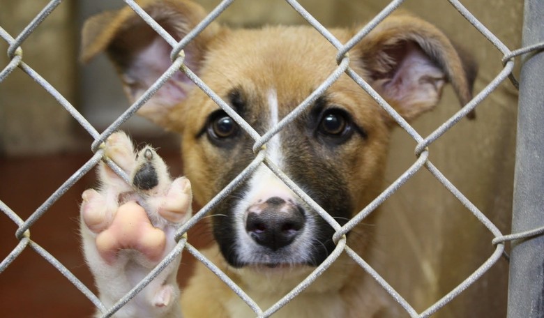 Iran Tortures ANIMALS, Too: Obama, UN Silent on Nuke Partner's Shocking Animal Abuse