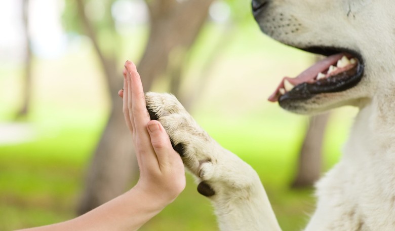 Paid Family Leave ... For Pet Owners?