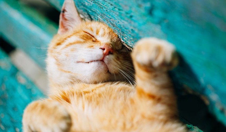 Saudi Cleric: No Taking Pictures with Cats!
