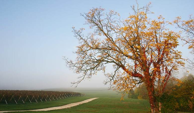 5 Unique Midwest Wineries You Should Definitely Check Out
