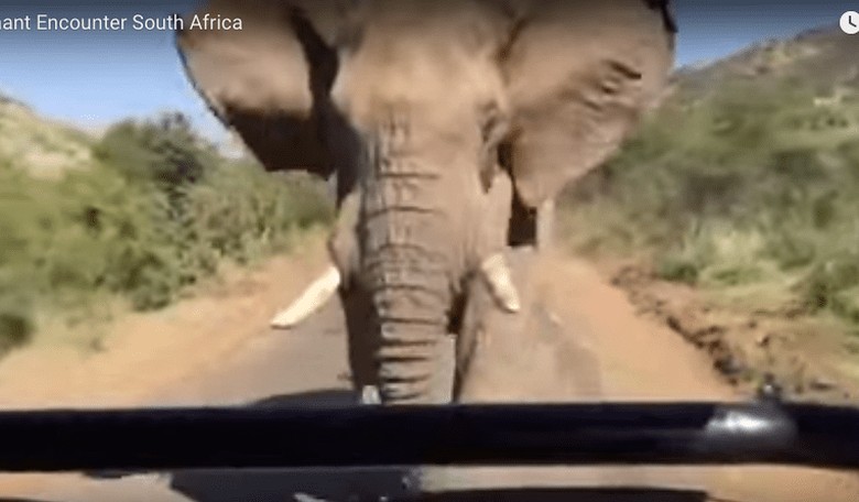 Elephant Attacks Arnold Schwarzenegger...