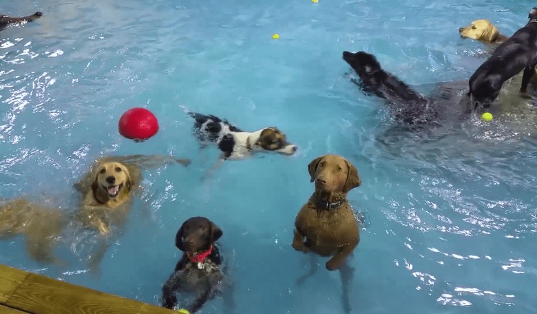 Here's a Video of a Bunch of Dogs Swimming