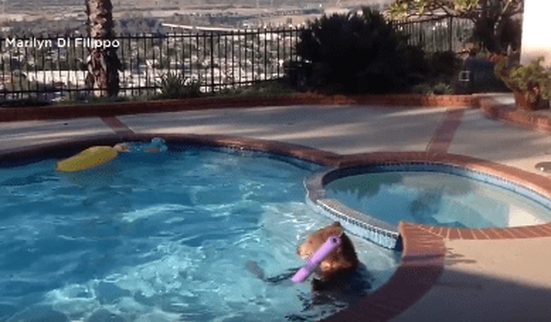 A Bear Dived Into an L.A. Area Pool to Stay Cool