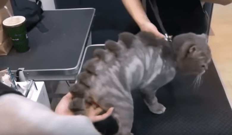 You Can Now Give Your Pets 'Creative' Hairstyles...