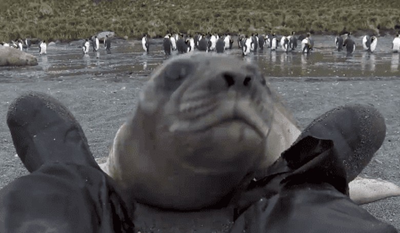 Friday Fun: A Baby Seal 'Attacks' a Man