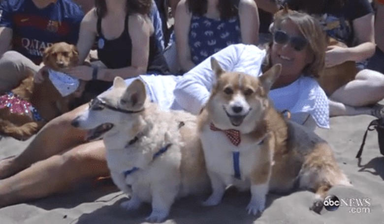 There's a Corgi Convention!