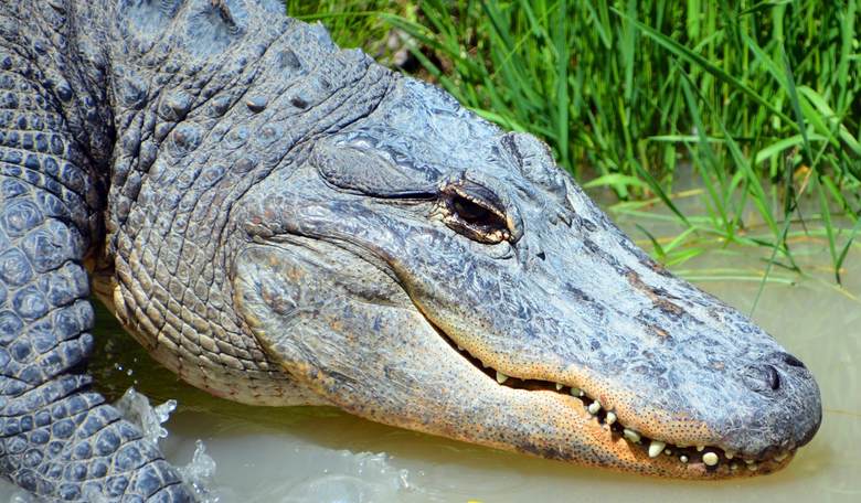 Police in Tennessee Warn Residents About 'Meth-Gators'