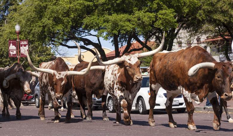 'Texit' Secessionists Say They're Inspiring Other Restless States to Charge Ahead