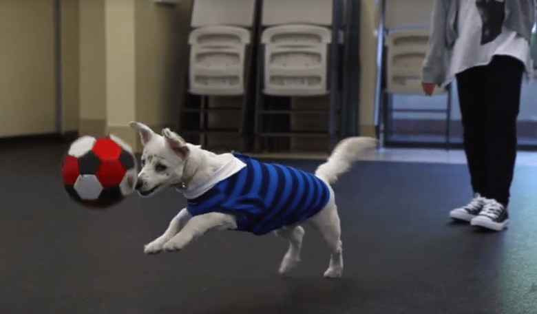 Deaf Girl Rescues Deaf Dog and is Now Teaching Him Sign Language