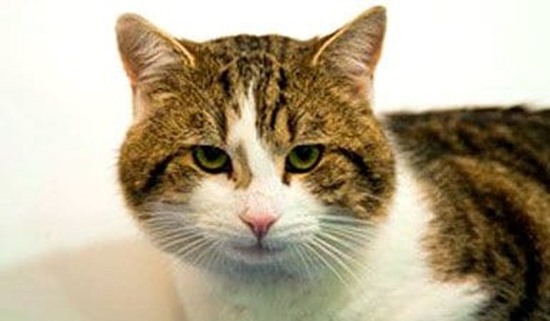 Larry the Cat Stays as Cameron Leaves 10 Downing