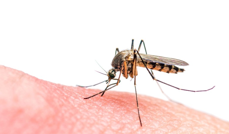 Potential for Olympics-Related Zika Outbreak Is Small