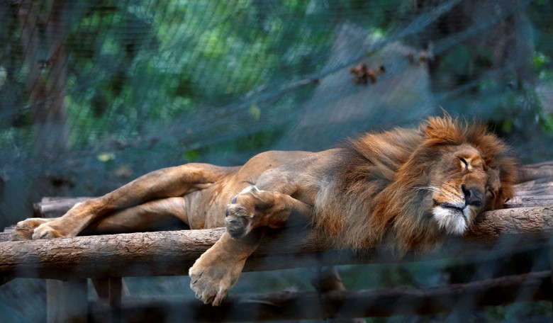 More Than 50 Animals Starve to Death in Venezuela's Zoos as the Nation Endures Devastating Food Shortages