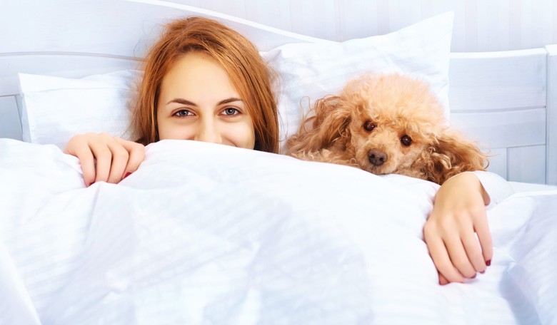 Should Pets Be Allowed to Sleep in Your Bed?