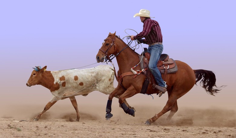 The Greatest Headline About Horse Herpes and Stick Ponies You'll Ever See
