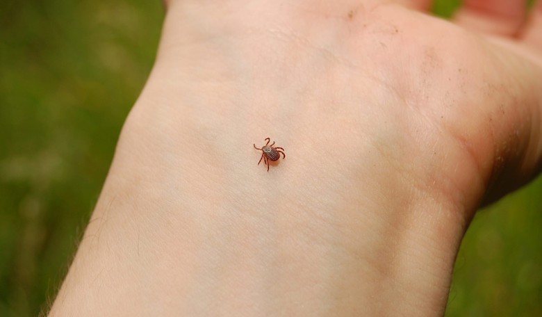 What You Need to Know to Protect Your Family From Ticks