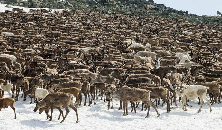 Best Way to Avoid a 'Zombie' Anthrax Outbreak: Keep Your Reindeer Fully Frozen