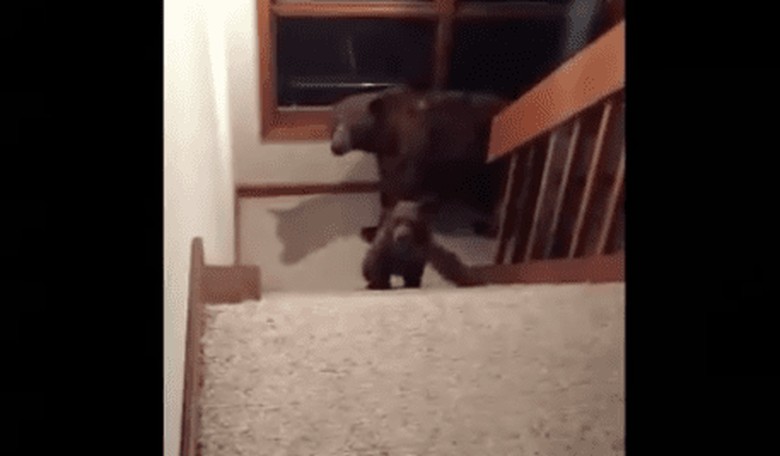Find Out What Happened When a Bear Family Snuck Into This Home...