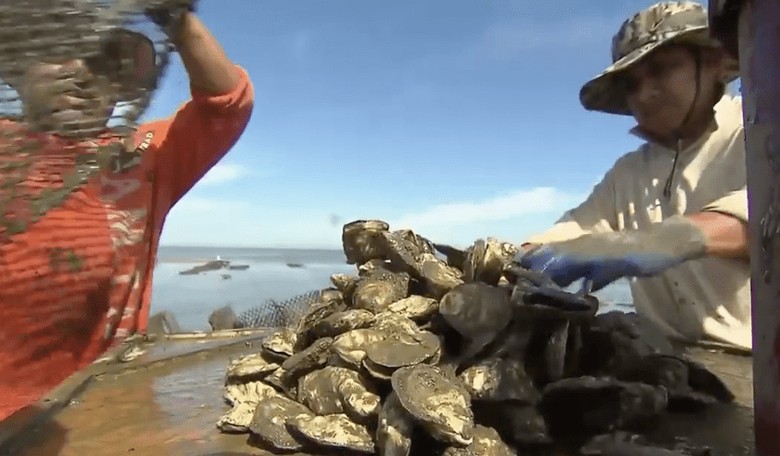 Happy National Oyster Day!