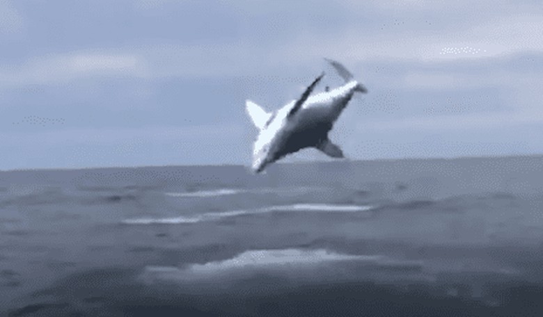 This Shark Jumped Itself!