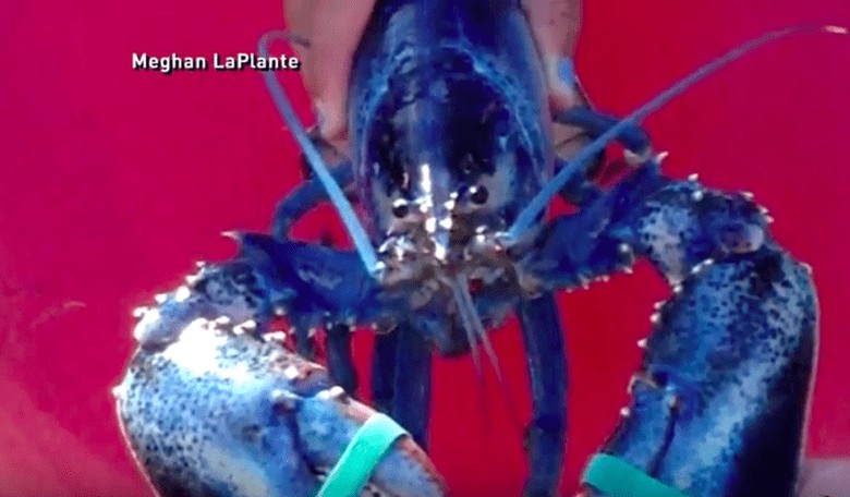 This Lobster Has the Blues!