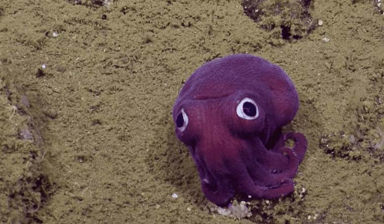This Adorable Squid was Spotted Off the California Coast