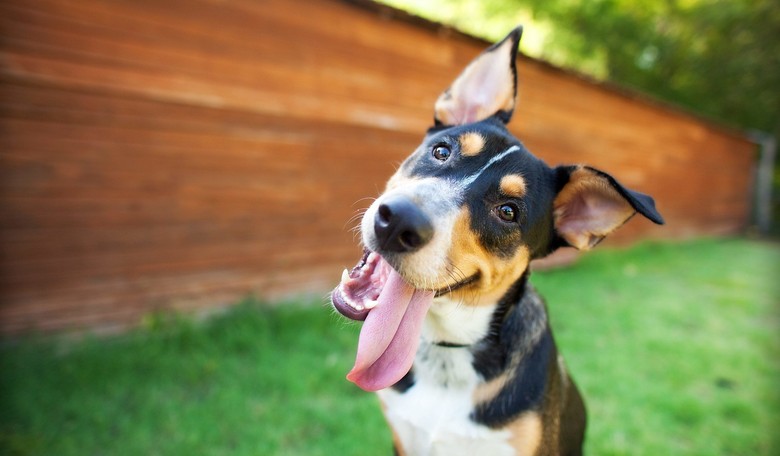 Science Confirms: Your Dog Really Does Understand You