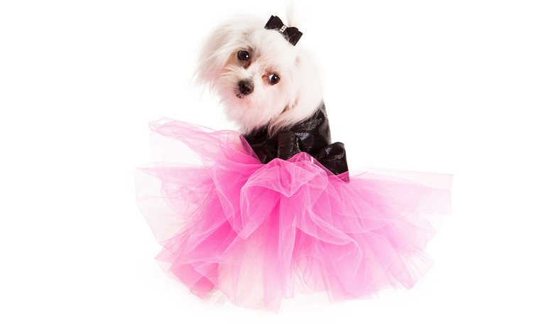 Will Women's Pets Now Have More Rights Than Men?