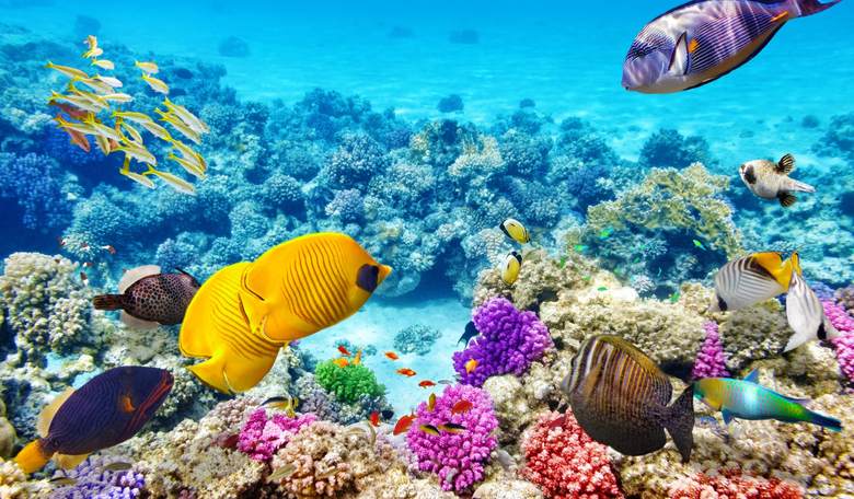 4 Great Unusual Dive Spots to Add to Your Scuba World-Traveling List