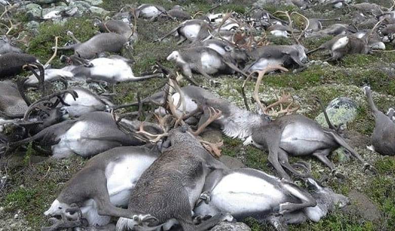 Freak Lightning Strike Kills More Than 300 Reindeer, Including 70 Calves, in Norway