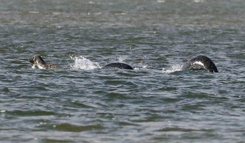 Is Nessie Back?