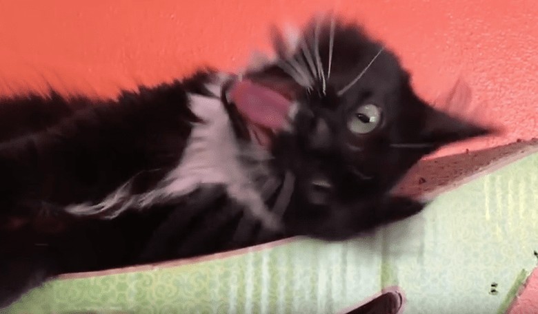 Cats for Hillary Clinton?