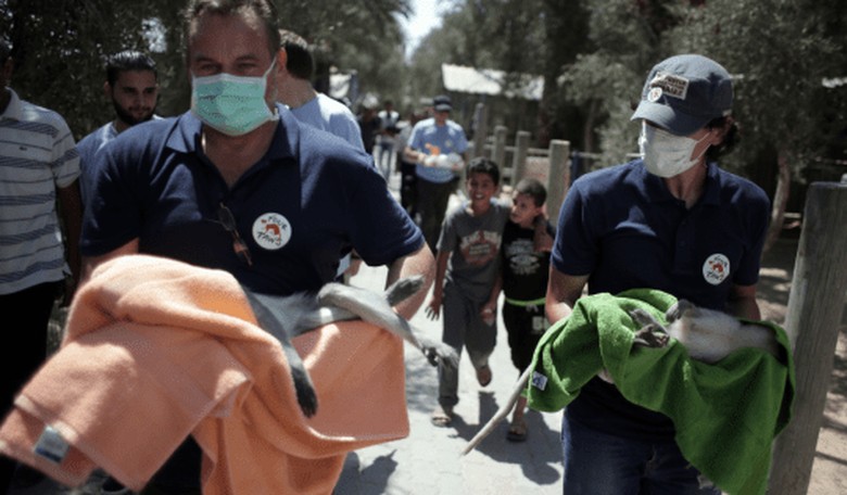 Suffering Animals Rescued from 'World's Worst Zoo' in Gaza Strip