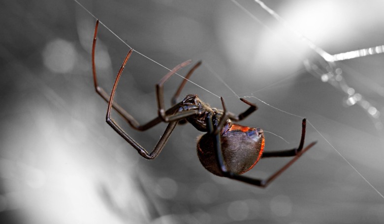 Australian Man's Penis Targeted by Venomous Spider for Second Time
