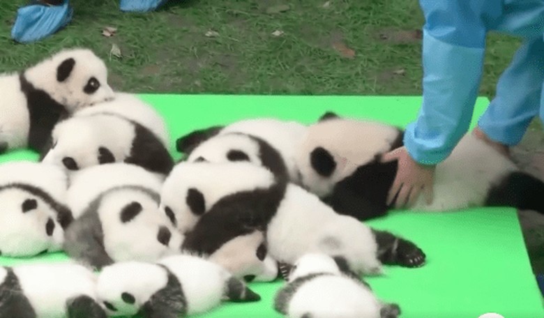 The World's Youngest Pandas Make Their Debut