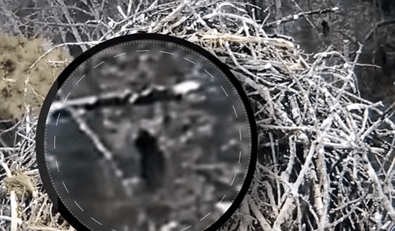 Has Bigfoot Been Spotted in Michigan?