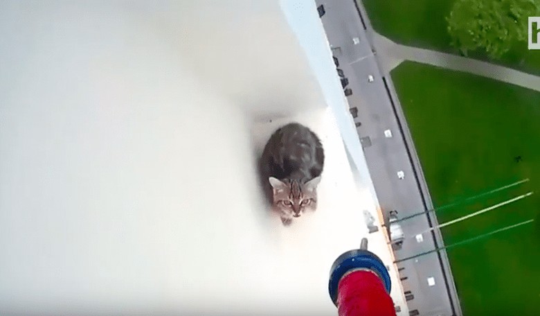 Here's a Video of a Kitten Getting Saved From a Ledge