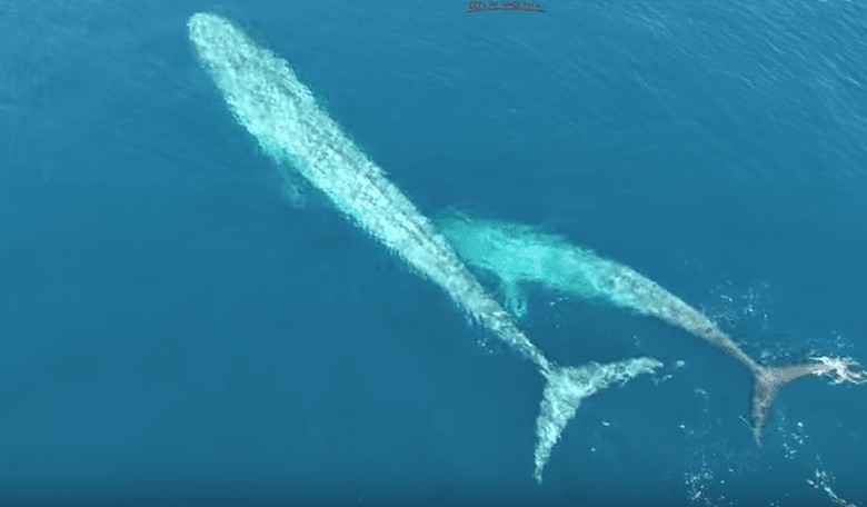 Watch a Blue Whale Nursing Her Calf