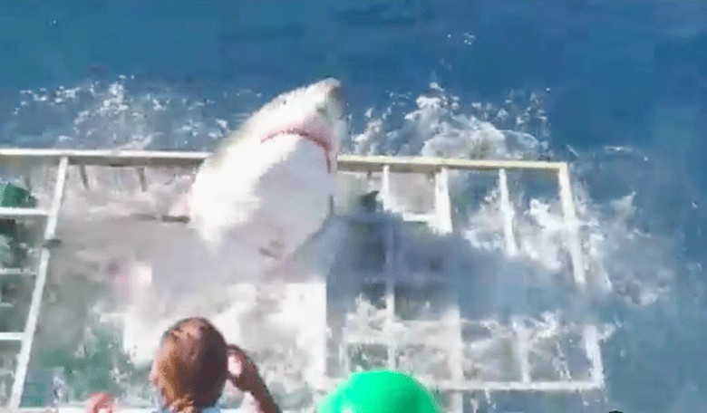 Giant Shark Breaks Through a Diving Cage to Attack the Diver