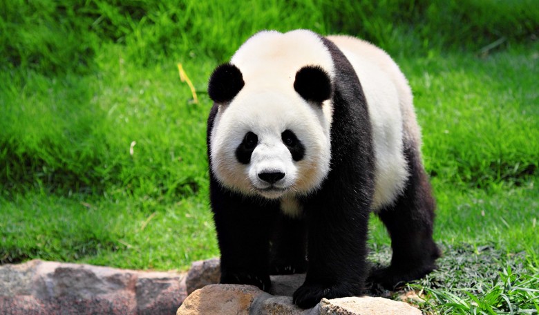 Guy Jumps in a Zoo Panda Enclosure, Gets Wrestled by the Bear