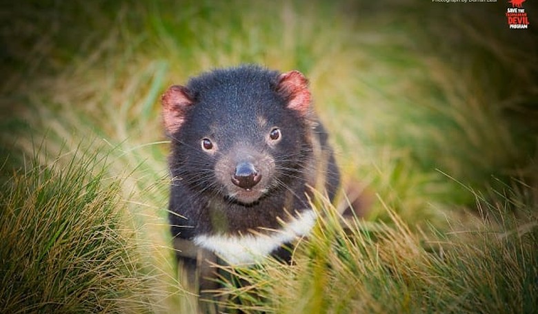 How Tasmanian Devil Milk Is Helping in the Fight Against Superbugs