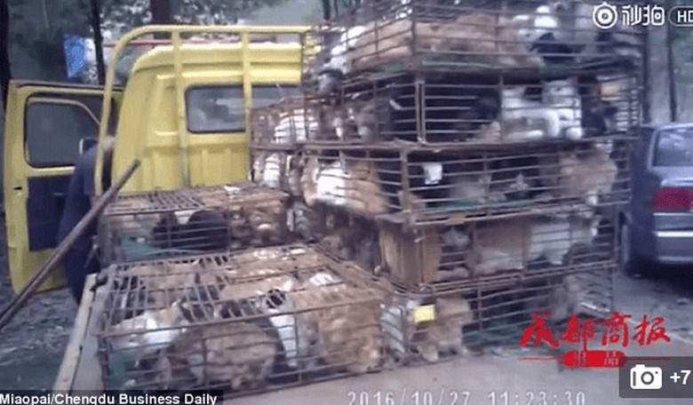 Horror: Man With Cat 'Rescue' Was Running a Slaughterhouse That Served Restaurants