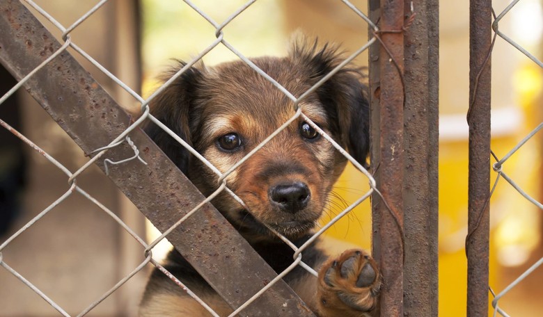 Make Sure You Adopt Your New Best Friend From an Ethical Rescue