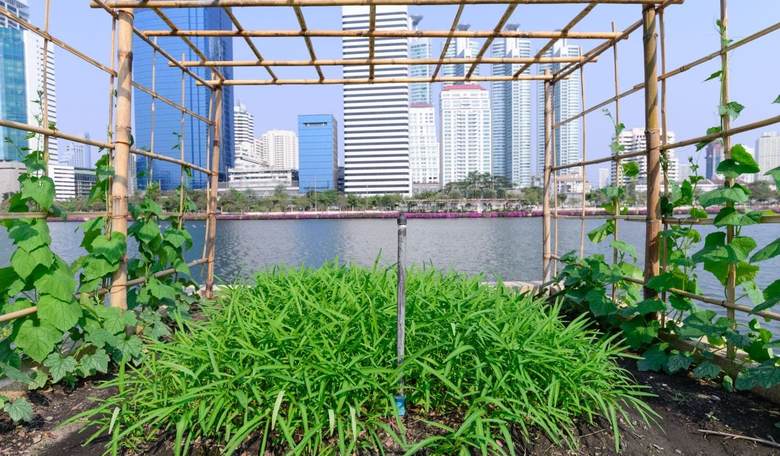 Venezuelan Government Tells City Residents to Grow Their Own Food