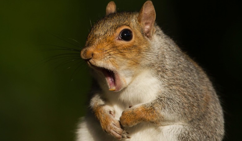 Squirrel Goes on Angry Rampage Inside Retirement Home, Injuring at Least 3
