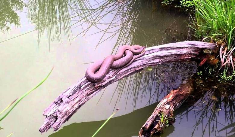 Transition Tales: Draining the Swamp Won't Be as Easy as You Think